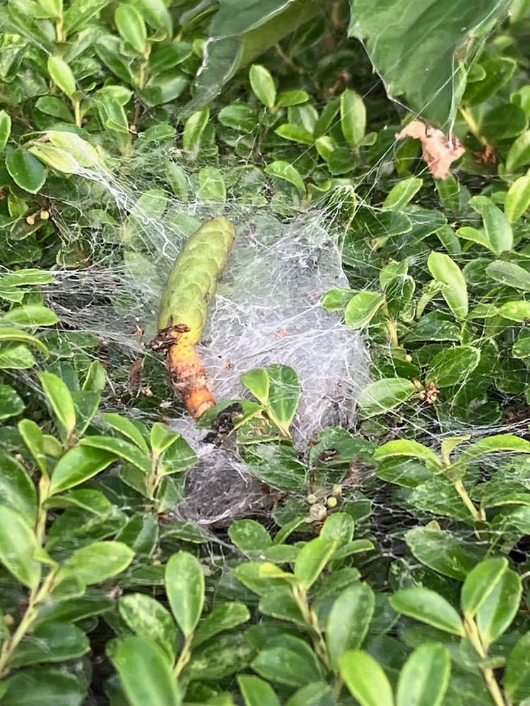 蜘蛛の巣