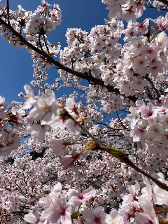 桜満開